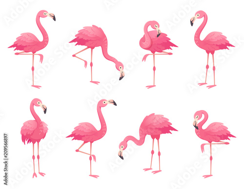 Exotic pink flamingos birds Wallpaper Mural