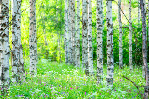 Cuadros en Lienzo Summer birch forest view from Sotkamo, Finland.