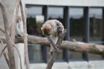 Poster - A Snow monkey