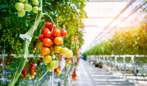 Beautiful red ripe tomatoes grown in a greenhouse. Tableau sur Toile