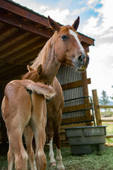 Colt with Mother