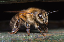 Honey Bee ( Apis Mellifera )- Detail Close Up - Macro