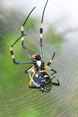 golden orb spider.kruger national park in south africa