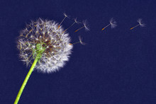 Dandelion Flower, White Fluffy On A Blue Background, Fly Off The Seeds