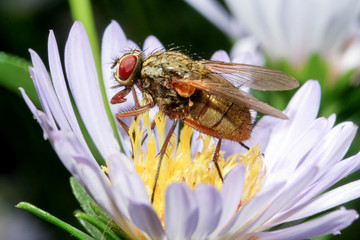 The housefly on flower