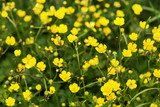 Fototapeta Kwiaty - yellow and small flowers on the field
