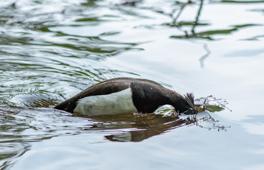 Wild duck is diving in the pond