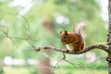 Fototapeta Zwierzęta - Red squirrel during molting is eating walnut on the branch in the park