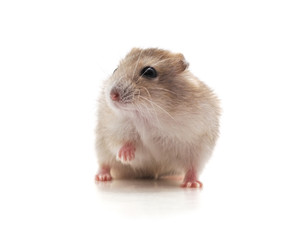 Poster - White little hamster.