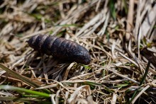 Pupa Lies On A Dry Grass Early In The Spring, From It Soon Hatches A Beautiful And Winged Butterfly.