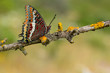 The two-tailed pasha or foxy emperor butterfly charaxes jasius