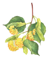 The branch with yellow flowers large-leaf Linden (Tilia, lime trees, basswood) -medicinal plant. Watercolor hand drawn painting illustration isolated on a white background.