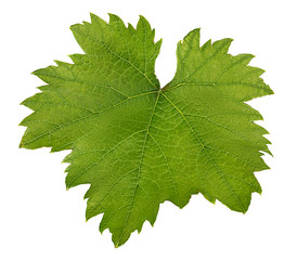 Wall Mural - grape leaf isolated on white background