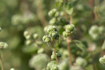 Wall Mural - Marjoram buds (Origanum majorana)