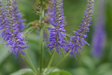 Sticker - Sibirian veronicastrum flowers (Veronicastrum sibiricum)