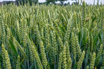 Bio farming, unripe green wheat plants growing on field