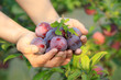 Ein paar Hände mit frisch geernteten violetten Pflaumen