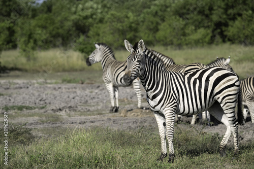 Small Herd of Zebra on the Savanah in Botswana Poster