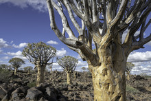 Close Up Of A Quiver Tree With Additional Quiver Trees In The Background - Quiver Tree Forest In Namibia