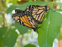 Monarch Butterflies Mating