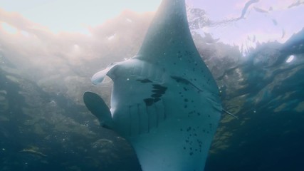 Wall Mural - Mantaray underwater making turn in the ocean, water surface on background