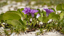 Side View Of Pink Beach Moonflowers On A White Sand