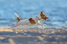 Jack Russell Terrier Dog Running On A Beach Of Sea