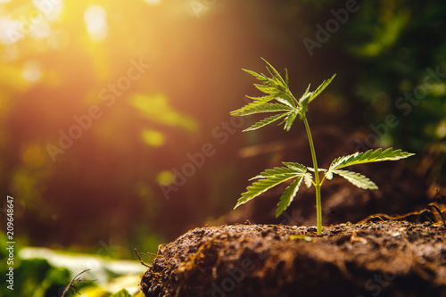 Fotomural Bush marijuana cannabis on blurred background at sunset.