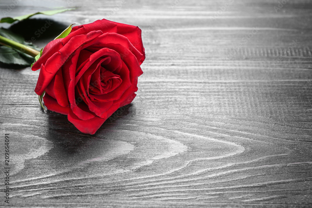 Beautiful red rose on wooden background