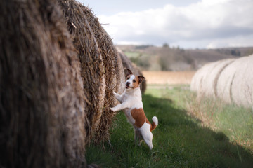 a small dog is standing by a haystack. Pet on the nature. Jack Russell Terrier