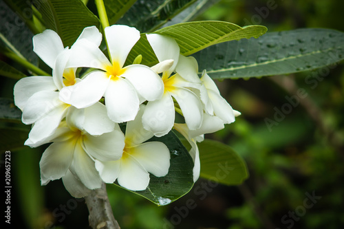 Cuadros en Lienzo White plumeria, frangipani flowers