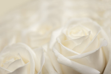 A fresh, white, blossoming rose.