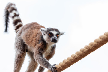 lemur monkey