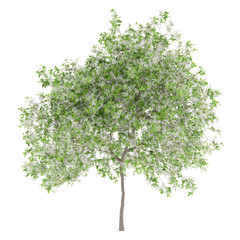 Wall Mural - flowering lemon tree isolated on white background
