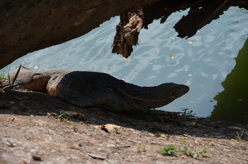 Wall Mural - Monitor lizard Varanus asia