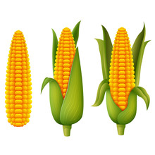 Fresh Corn 