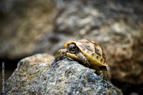The tortoise creeps in the wild on the rocks in the summer. Poster