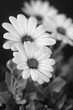 Fine art still life flower monochrome macro image of a wide open blooming african cape daisy / marguerite blossom on natural background