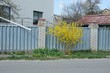 © butus - gray iron fence and a yellow bush in the grass near the road