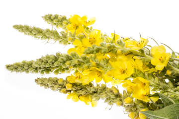 Sticker - Verbascum densiflorum - mullein flower isolated on a white background