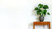 Modern Retro Interior. Vintage Table With A Potted Plant, Fruit Salad Tree (Monstera Deliciosa). Empty White Wall In Background. Copy Space For Text.