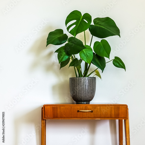 Modern Retro Interior Vintage Table With A Potted Plant Fruit