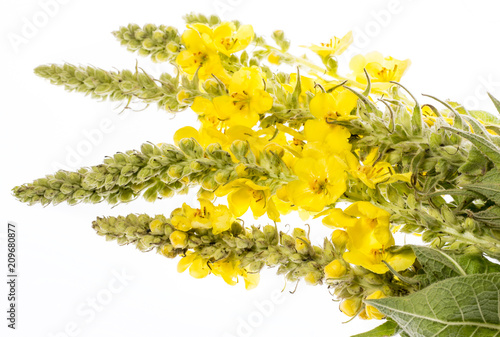 Verbascum densiflorum - mullein flower isolated on a white background