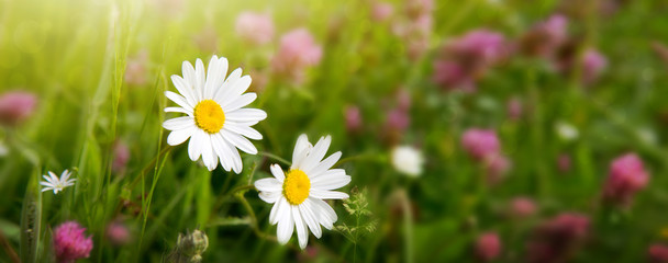 Wall Mural - summer field with white daisy flowers .