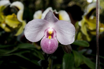 Wall Mural - beautiful orchid flowers in garden