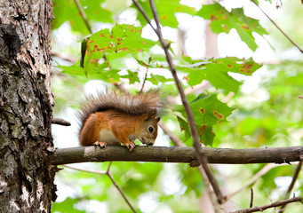 red squirrel on a tree branch