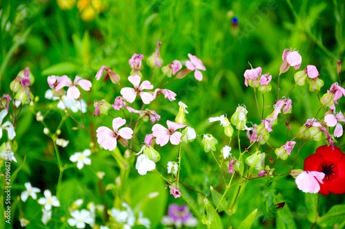 Blumenwiese Sommer Sommerwiese Hintergrund Buy This Stock