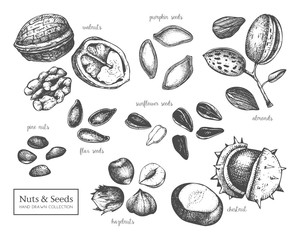 Wall Mural - Vector collection of hand drawn seeds and nuts sketches. Walnut, hazelnut, almond, chestnut, pine nut, sunflower, pumpkin, flax seeds drawings. Healthy food elements collection 