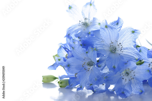 Cuadros en Lienzo flowers of delphinium on a white background