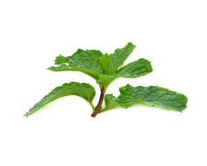 Fresh mint leaves  herb  isolated on white background